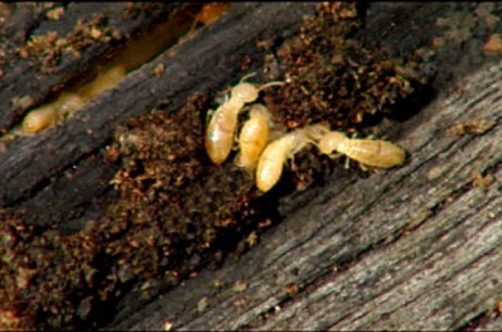 Termites our Specialty!